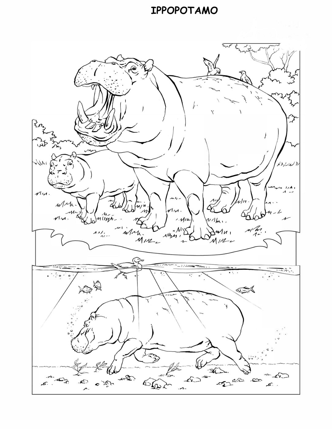 coloring-book-animals A_23